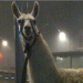 lama lama
